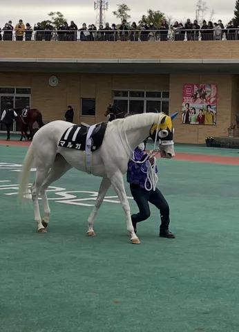 白馬の凛とした横顔
