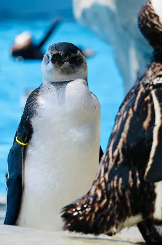 見つめるペンギン、水辺の日常