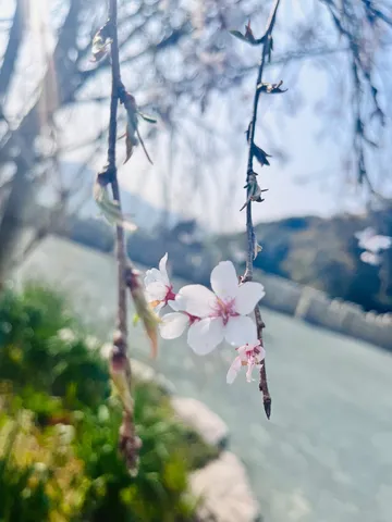 春風に揺れる桜の儚さ