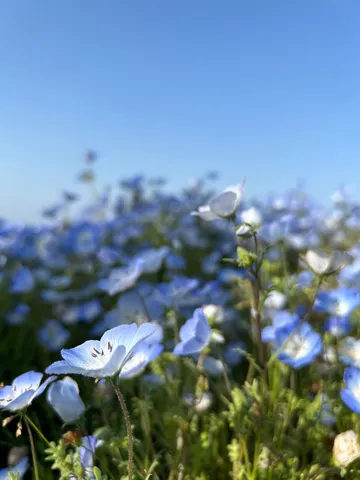 青と白の風が揺れる野花