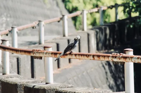 錆びた手すりに佇む小鳥