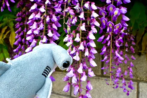 藤の花を見上げるサメ