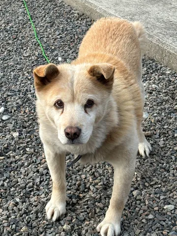 ふわりと優しい犬影