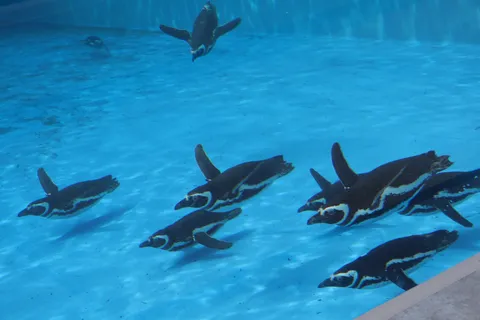 水中を優雅に泳ぐペンギンたち