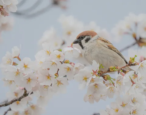 春告げる小鳥と桜