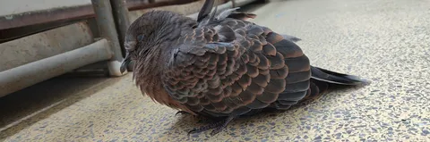 羽根を休める、静かなひととき