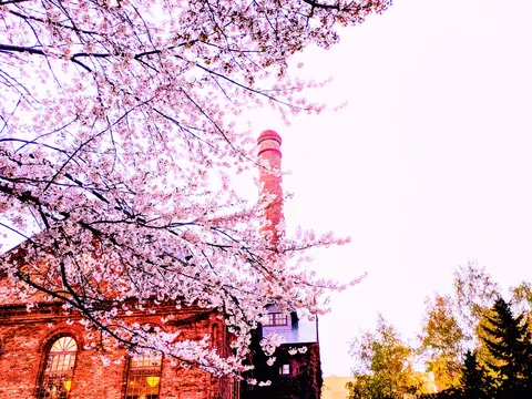 レンガと桜、ノスタルジックな対比