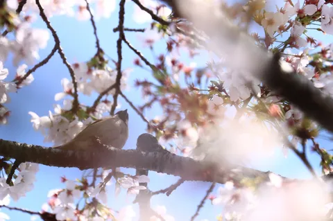 春風と小鳥、桜のささやき