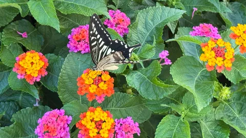 蝶とカラフルな花々の戯れ