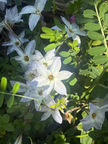 星降るような白い花々