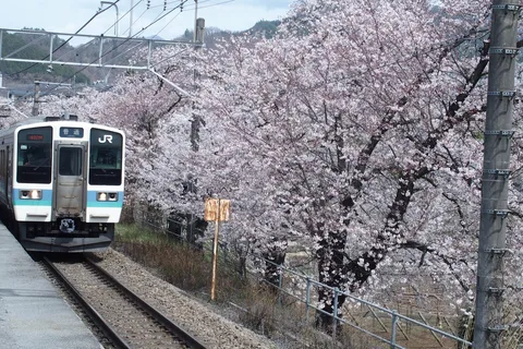 春満開、桜と trains