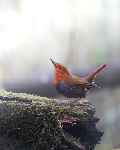苔むす丸太とオレンジ色の鳥