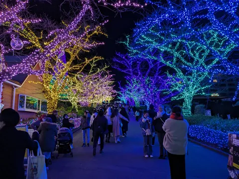 幻想的な光が彩る夜の並木道