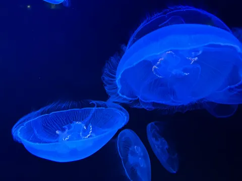深海ゆらゆら青いお話し会