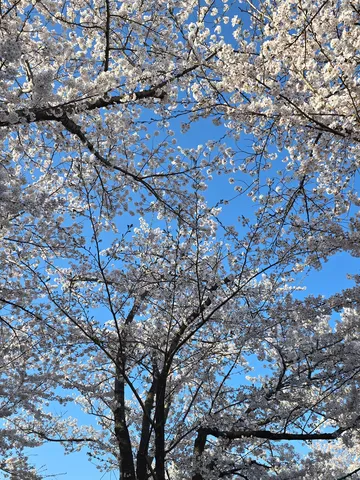 春の訪れ、青空と桜