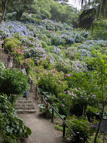 紫陽花の回廊、石段の囁き