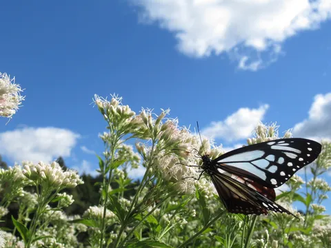 青空と蝶の花散歩