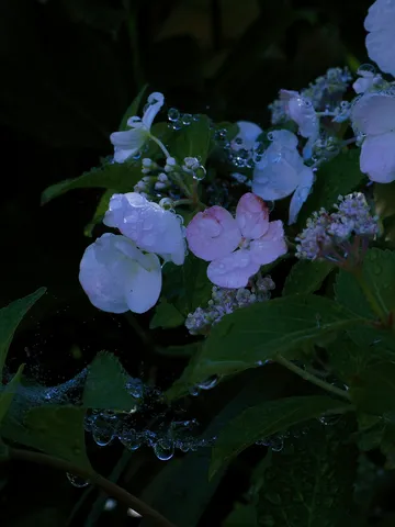 雨粒のヴェール、儚い夢