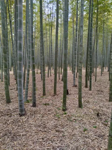 竹林の静寂と光の縞