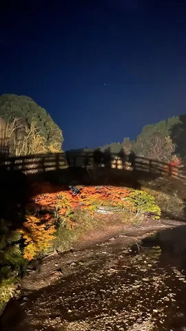 夜の橋と紅葉の影