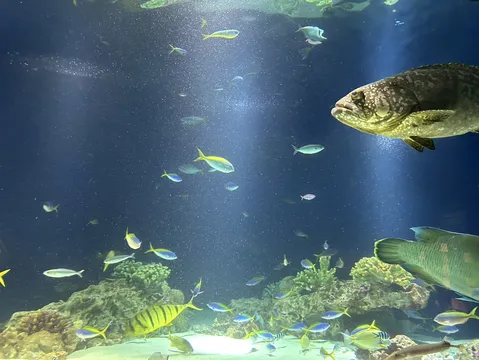 巨魚と群れが彩る水中世界