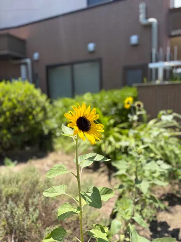 夏空に咲く、ひまわりの応援歌