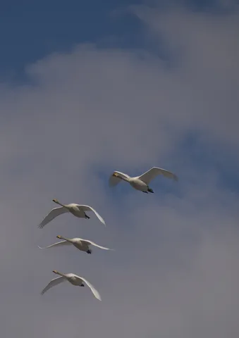 空を舞う白鳥の群れ