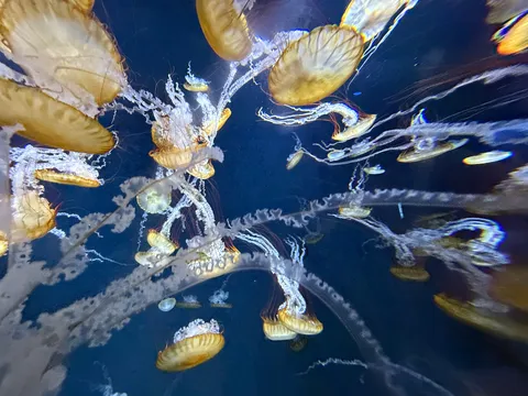 夜海を漂う光の群れ