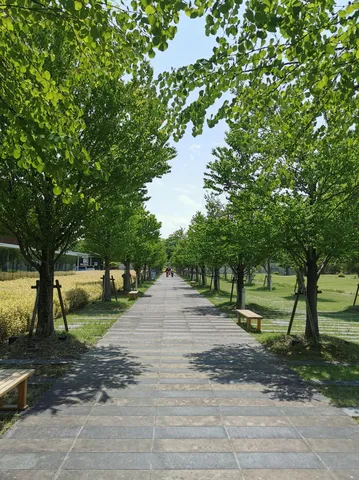 緑陰の小径、木漏れ日の誘い
