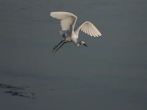 水面を裂く白い翼