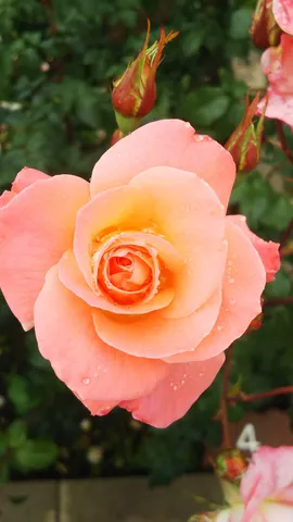 ピーチ色の薔薇の瞬間