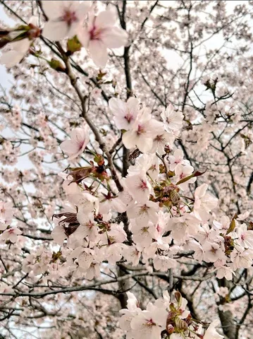 春風に舞う桜色の吐息