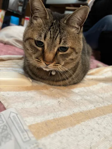 ふんわり瞳の午後猫