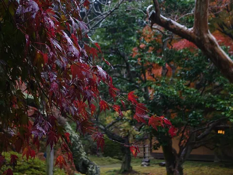 雨粒と紅葉のしっとり情景