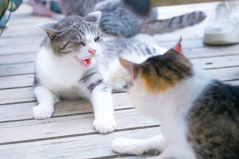 これは譲れない猫の主張