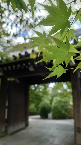 緑の葉と古都の門