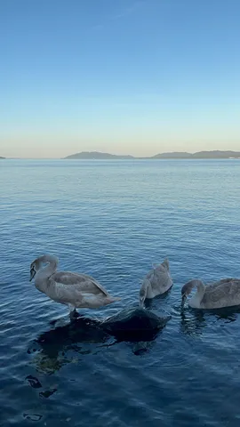 静かな海に浮かぶ白鳥