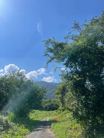 緑陰の道と青空