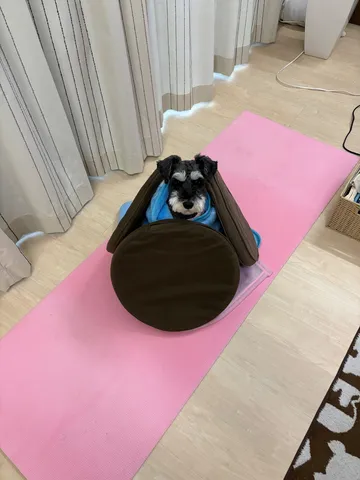 布の洞窟に潜む小さな旅人