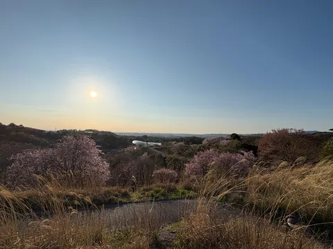 春の陽射しと丘の上の桜並木