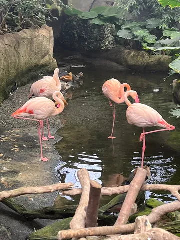 フラミンゴと水鳥の平和なひととき