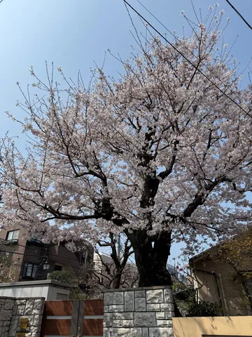 満開の桜と電線
