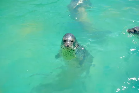 水の底から見つめる瞳