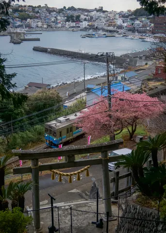 鳥居、桜、そして海辺を走る列車