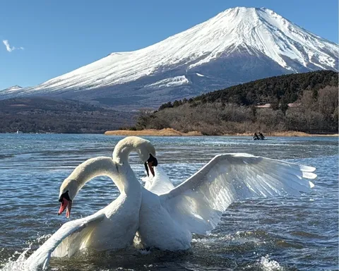 富士を前に羽ばたく白鳥たち