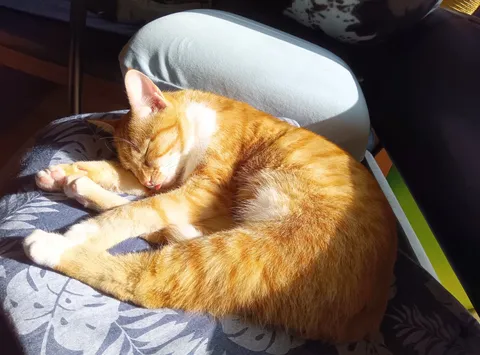 日だまりで眠る橙猫