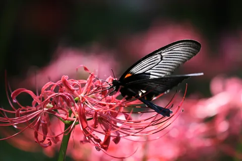 花と蝶の静かな瞬き