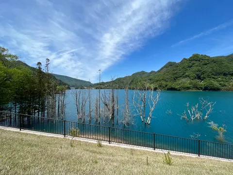 湖に沈んだ木々の神秘
