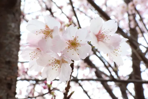 淡い桜、春の光
