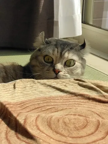 日なたでひょっこり猫